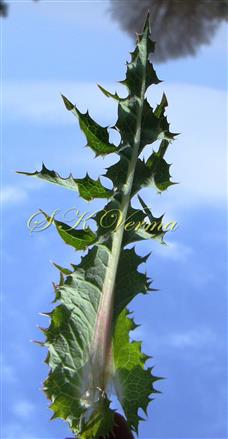  Upper Cauline Leaf